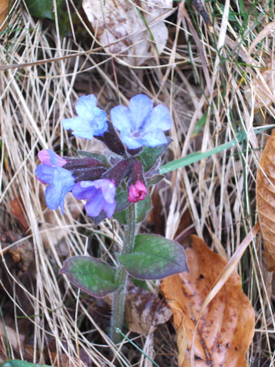 Piante primaverili Pulmonaria officinalis